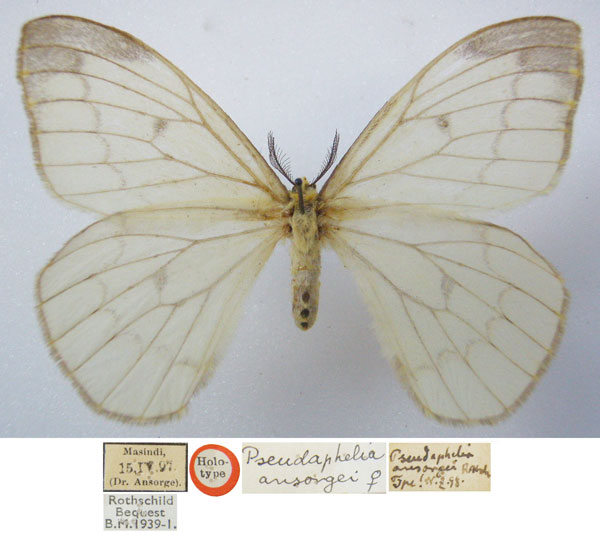 /filer/webapps/moths/media/images/A/ansorgei_Pseudaphelia_HT_NHMUKa.jpg