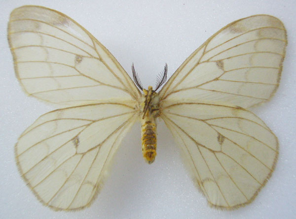 /filer/webapps/moths/media/images/A/ansorgei_Pseudaphelia_HT_NHMUKb_off9sXy.jpg