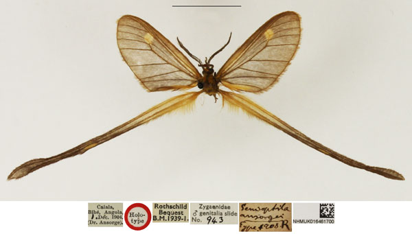 /filer/webapps/moths/media/images/A/ansorgei_Semioptila_HT_NHMUK.jpg