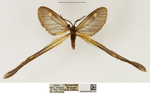 /filer/webapps/moths/media/images/A/ansorgei_Semioptila_PTM_NHMUK_01.jpg