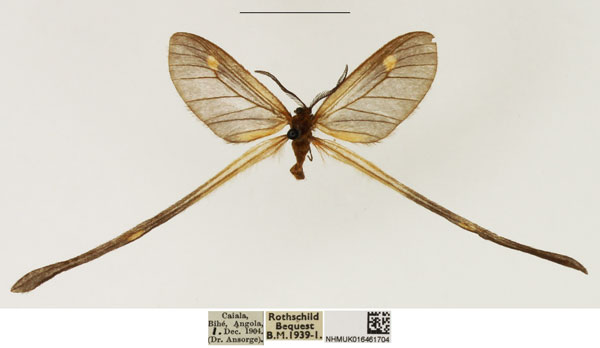 /filer/webapps/moths/media/images/A/ansorgei_Semioptila_PTM_NHMUK_02.jpg