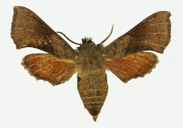 /filer/webapps/moths/media/images/A/ansorgei_Sphingonaepiopsis_AF_Basquin.jpg