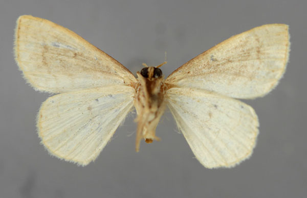 /filer/webapps/moths/media/images/A/antankarana_Scopula_HT_ZSM_02.jpg
