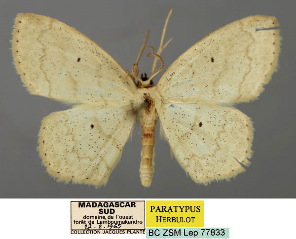 /filer/webapps/moths/media/images/A/antankarana_Scopula_PT_ZSM_01.jpg