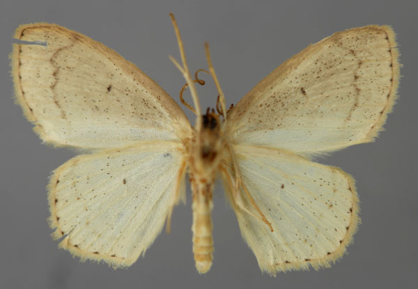 /filer/webapps/moths/media/images/A/antankarana_Scopula_PT_ZSM_02.jpg