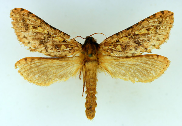 /filer/webapps/moths/media/images/A/antarcticus_Antihepialus_AF_TMSA.jpg