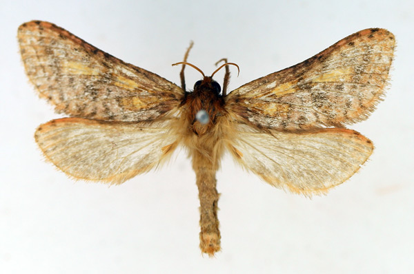 /filer/webapps/moths/media/images/A/antarcticus_Antihepialus_AM_TMSA.jpg