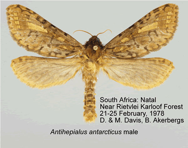 /filer/webapps/moths/media/images/A/antarcticus_Antihepialus_A_Grehan.jpg