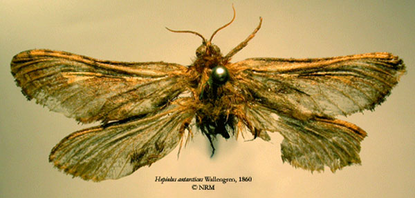 /filer/webapps/moths/media/images/A/antarcticus_Antihepialus_HT_SNHM.jpg