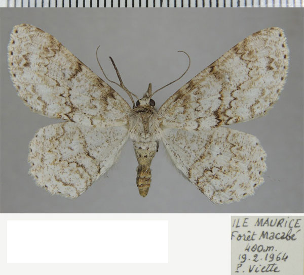 /filer/webapps/moths/media/images/A/antelmaria_Ascotis_AF_ZSM_01.jpg