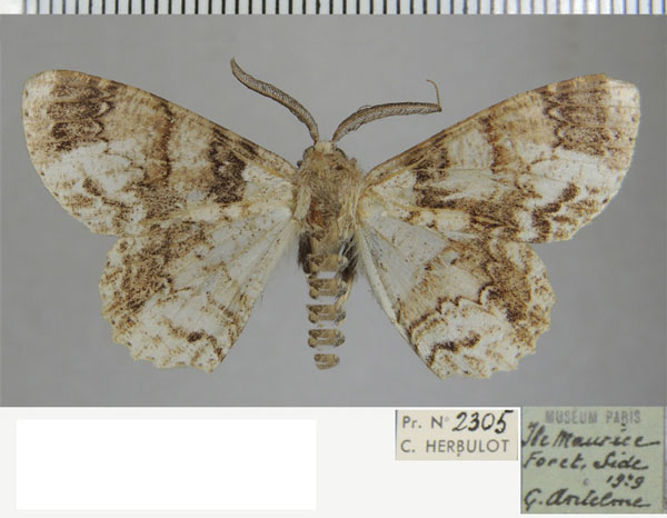 /filer/webapps/moths/media/images/A/antelmaria_Ascotis_AM_ZSM_02.jpg