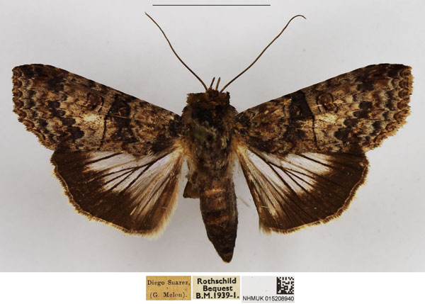/filer/webapps/moths/media/images/A/antemarginata_Stictopera_AF_NHMUK.jpg