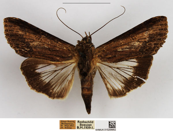 /filer/webapps/moths/media/images/A/antemarginata_Stictopera_AM_NHMUK.jpg