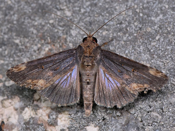 /filer/webapps/moths/media/images/A/antemarginata_Stictopera_A_Mazzei_01.jpg
