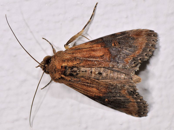 /filer/webapps/moths/media/images/A/antemarginata_Stictopera_A_Mazzei_02.jpg