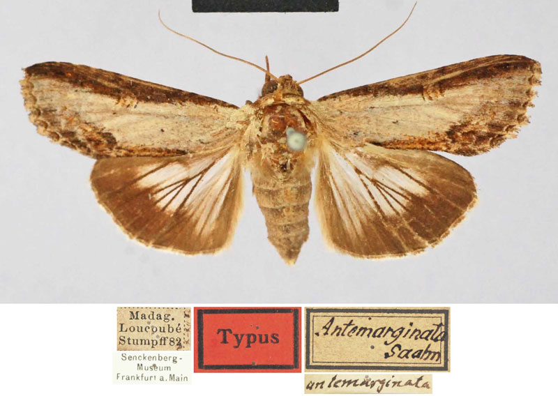 /filer/webapps/moths/media/images/A/antemarginata_Stictopera_HT_SNMF.jpg