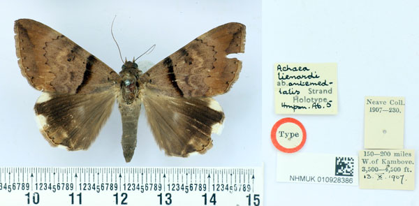 /filer/webapps/moths/media/images/A/antemedialis_Achaea_HT_BMNH.jpg