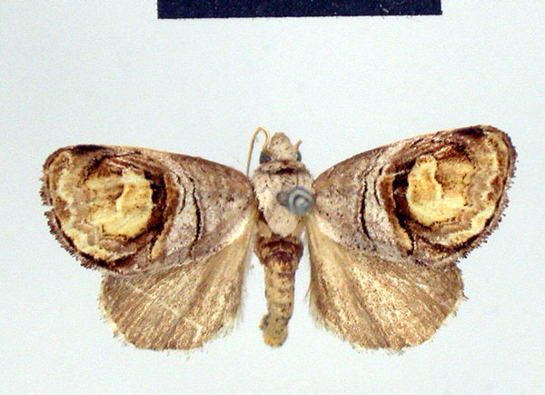 /filer/webapps/moths/media/images/A/antemedialis_Cyclopera_HT_ZMHB.jpg