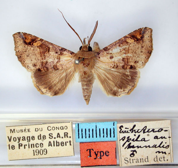 /filer/webapps/moths/media/images/A/antennalis_Euheterospila_HT_RMCA_01.jpg