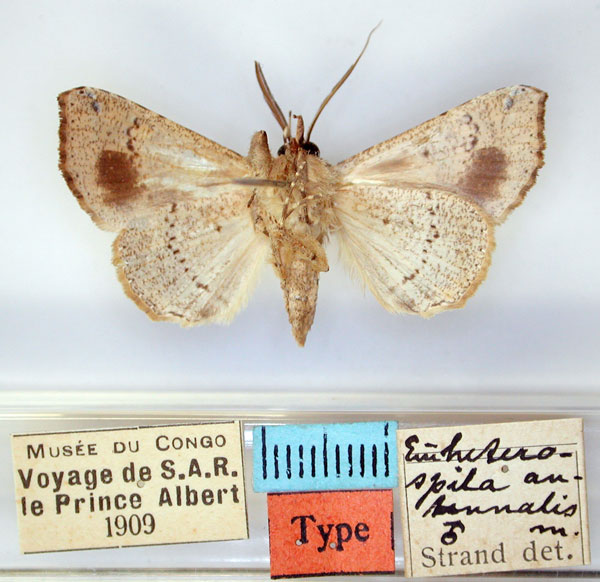 /filer/webapps/moths/media/images/A/antennalis_Euheterospila_HT_RMCA_02.jpg