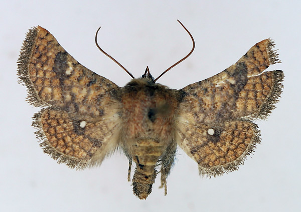 /filer/webapps/moths/media/images/A/antennata_Dysodia_AM_TMSA.jpg