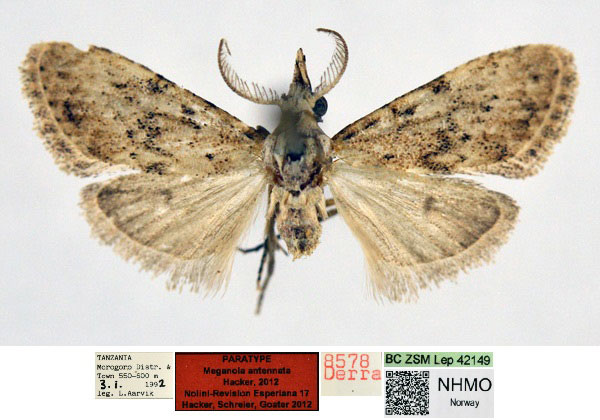 /filer/webapps/moths/media/images/A/antennata_Meganola_PT_NHMO_02_kBV09Wa.jpg