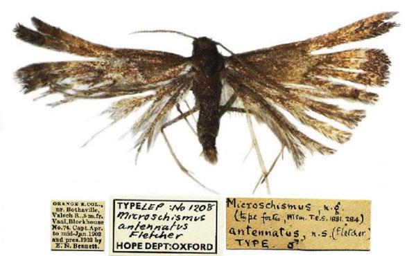 /filer/webapps/moths/media/images/A/antennatus_Microschismus_HT_OUMNH.jpg