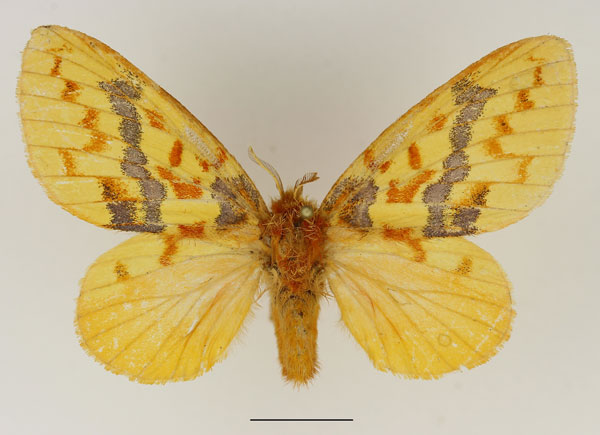 /filer/webapps/moths/media/images/A/antennifera_Chrysopsyche_AF_Basquin_01.jpg