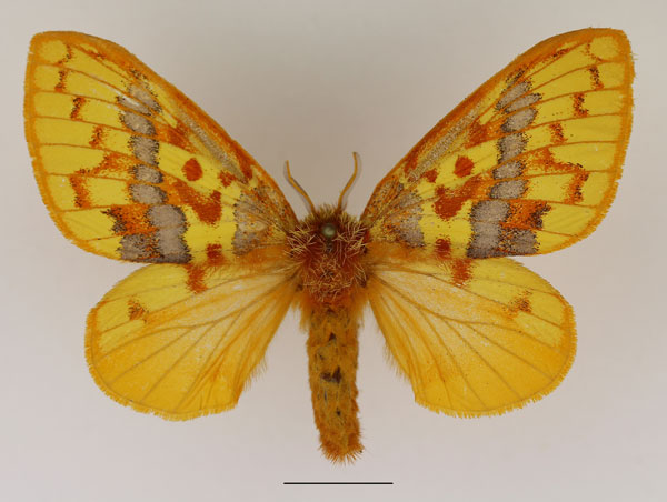 /filer/webapps/moths/media/images/A/antennifera_Chrysopsyche_AF_Basquin_02.jpg
