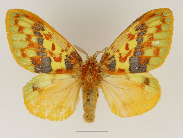 /filer/webapps/moths/media/images/A/antennifera_Chrysopsyche_AF_Basquin_03.jpg