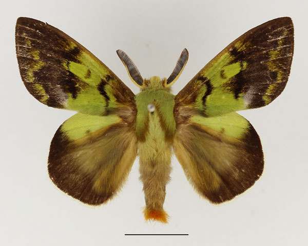 /filer/webapps/moths/media/images/A/antennifera_Chrysopsyche_AM_Basquin_01.jpg