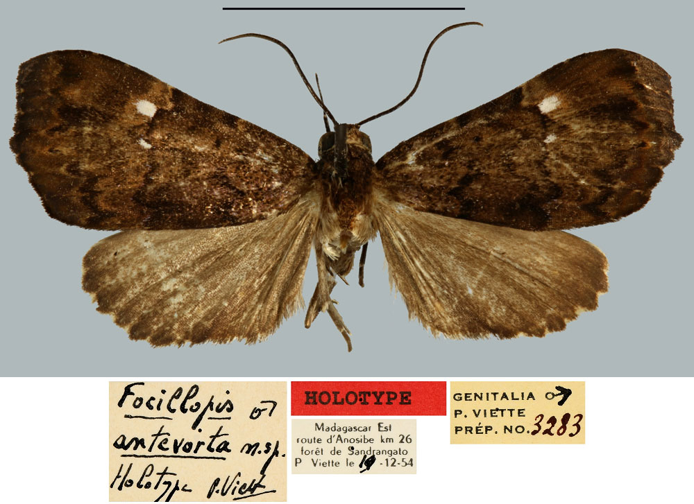 /filer/webapps/moths/media/images/A/antevorta_Focillopis_HT_MNHN.jpg