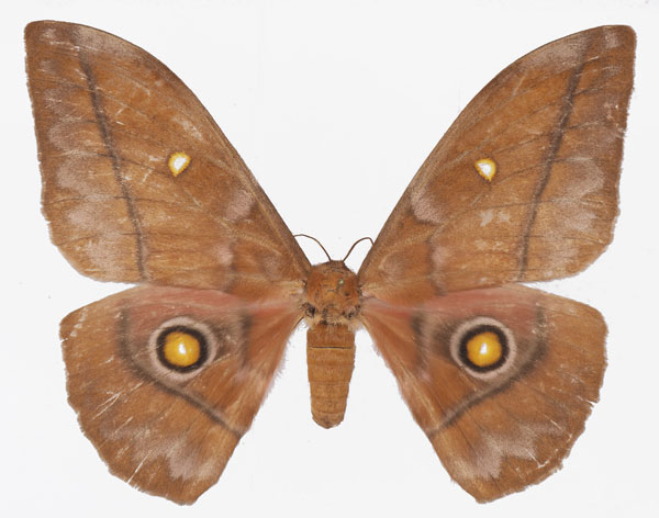 /filer/webapps/moths/media/images/A/anthina_Gonimbrasia_AF_Basquina.jpg