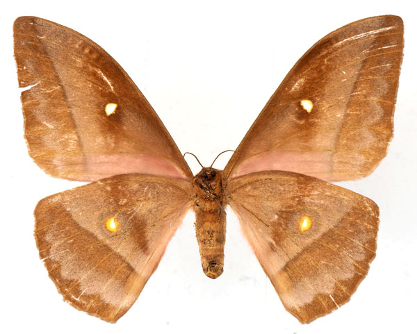 /filer/webapps/moths/media/images/A/anthina_Gonimbrasia_AF_Basquinb.jpg