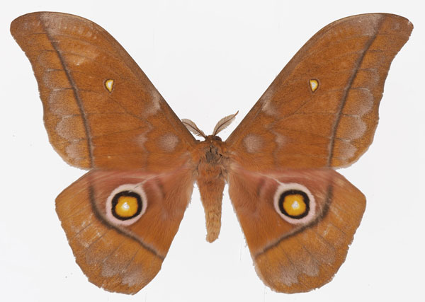 /filer/webapps/moths/media/images/A/anthina_Gonimbrasia_AM_Basquina.jpg