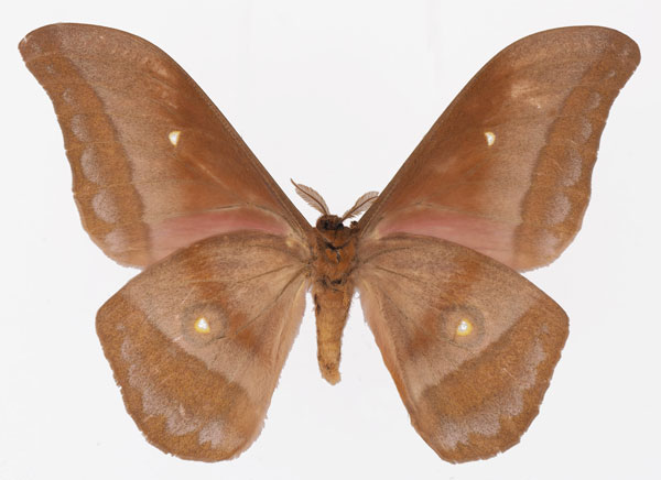/filer/webapps/moths/media/images/A/anthina_Gonimbrasia_AM_Basquinb.jpg