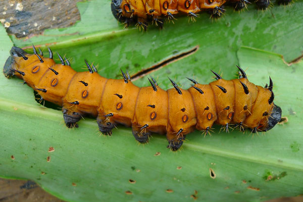/filer/webapps/moths/media/images/A/anthina_Gonimbrasia_C_Latham.jpg