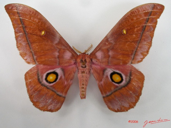/filer/webapps/moths/media/images/A/anthinodes_Gonimbrasia_A_Albert.jpg