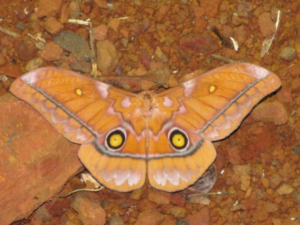 /filer/webapps/moths/media/images/A/anthinodes_Gonimbrasia_A_Stanton.jpg