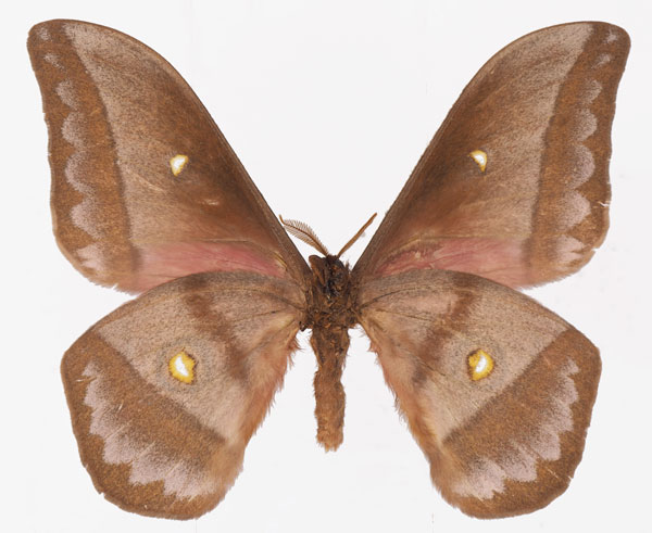 /filer/webapps/moths/media/images/A/anthinoides_Gonimbrasia_AM_Basquinb.jpg