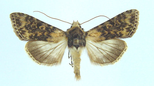 /filer/webapps/moths/media/images/A/anthocharis_Cucullia_AF_Legrain.jpg