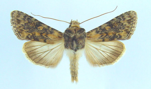 /filer/webapps/moths/media/images/A/anthocharis_Cucullia_AM_Legrain.jpg