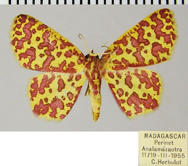 /filer/webapps/moths/media/images/A/anthocroca_Chrysocraspeda_AF_ZSM.jpg