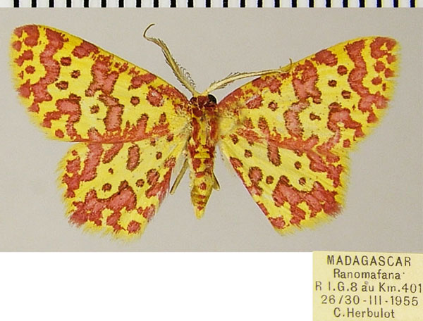 /filer/webapps/moths/media/images/A/anthocroca_Chrysocraspeda_AM_ZSMa.jpg