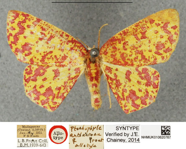 /filer/webapps/moths/media/images/A/anthocroca_Ptochophyle_AT_NHMUKa.jpg