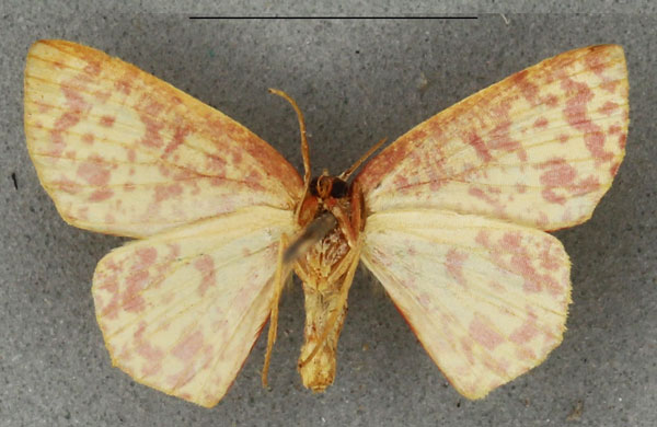 /filer/webapps/moths/media/images/A/anthocroca_Ptochophyle_AT_NHMUKb.jpg