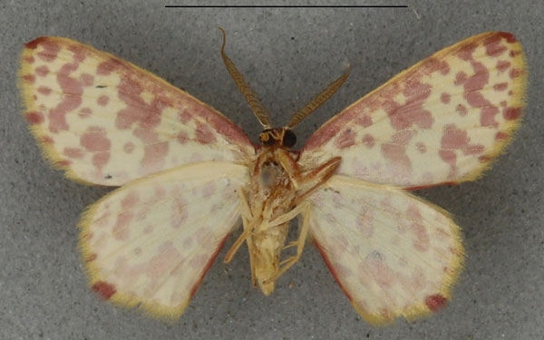 /filer/webapps/moths/media/images/A/anthocroca_Ptochophyle_HT_NHMUKb.jpg
