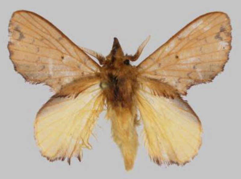/filer/webapps/moths/media/images/A/anthonychristophereaton_Rhynchobombyx_HT_USTTB.jpg