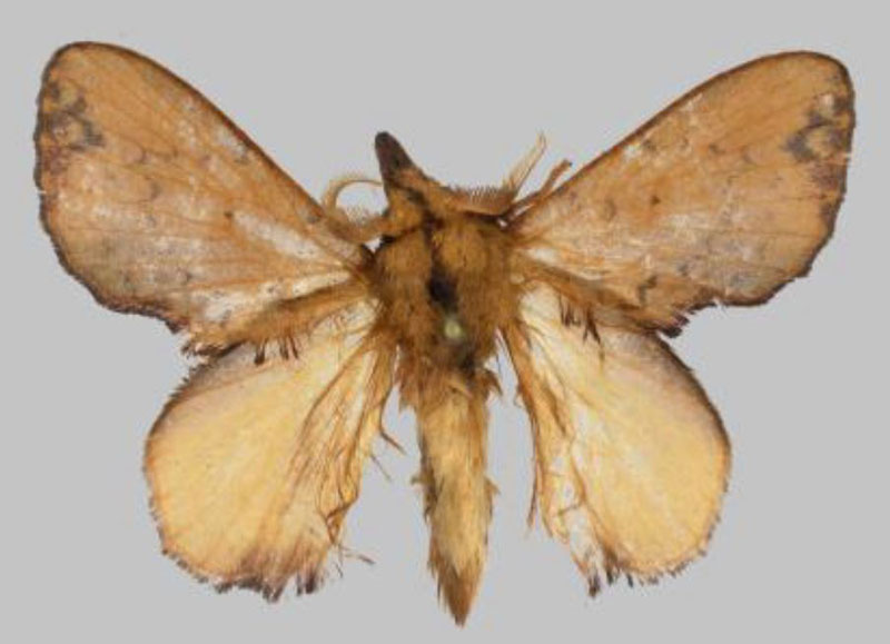 /filer/webapps/moths/media/images/A/anthonychristophereaton_Rhynchobombyx_PTM_USTTB.jpg