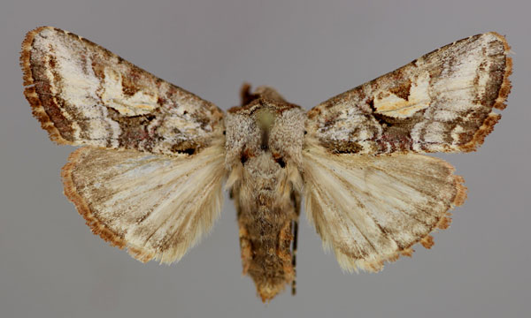 /filer/webapps/moths/media/images/A/anthophyes_Conservula_A_RMCA_01.jpg